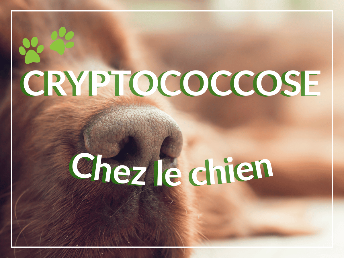 Gros plan sur le museau d'un chien. La cryptococcose chez le chien peut causer des écoulements nasaux et des difficultés respiratoires.