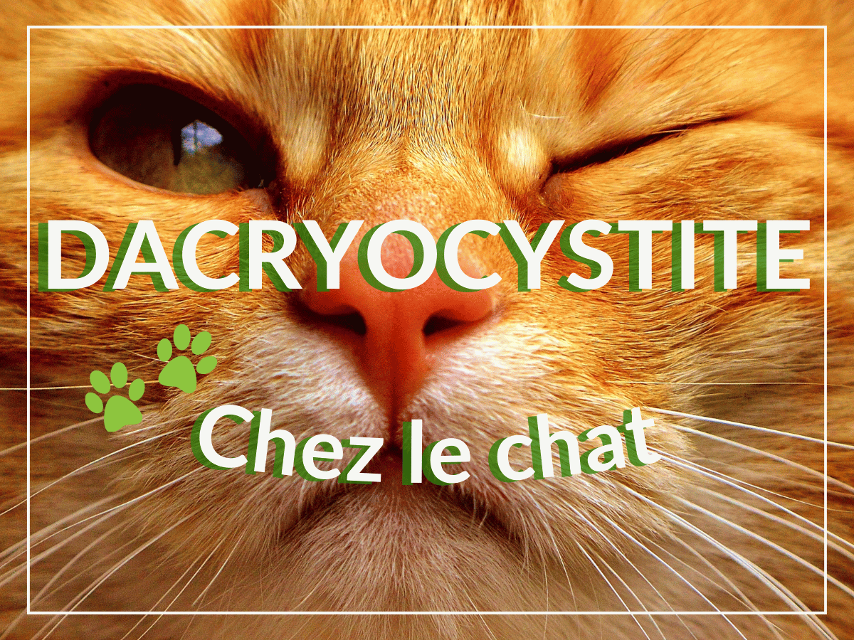 Gros plan du visage d'un chat orange qui cligne de l'oeil. Les clignements excessifs peuvent être causés par la dacryocystite chez le chat.