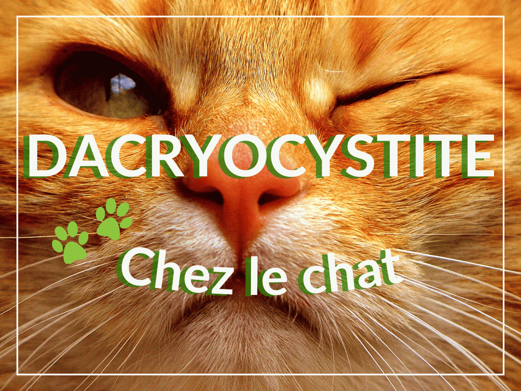 Dacryocystite chez le chat: remèdes, causes et symptômes