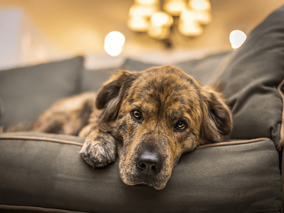 Chien brun couché sur un divan. Gros plan sur son visage déprimé. Ce chien souffre de dépression et a besoin des conseils et remèdes naturels de cet article.