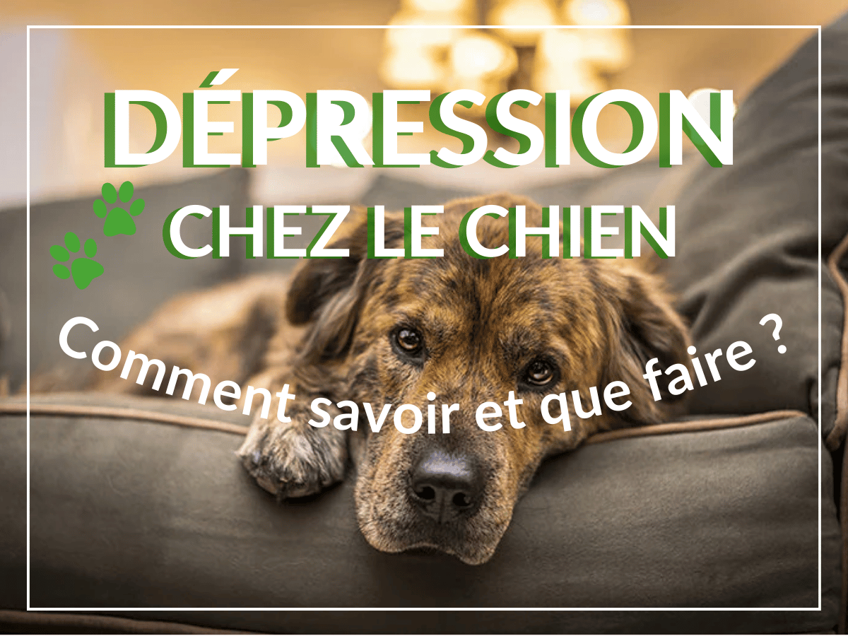 Chien labrador brun étendu sur un divan avec le regard triste. Ce chien souffre de dépression et a besoin des conseils de cet article!