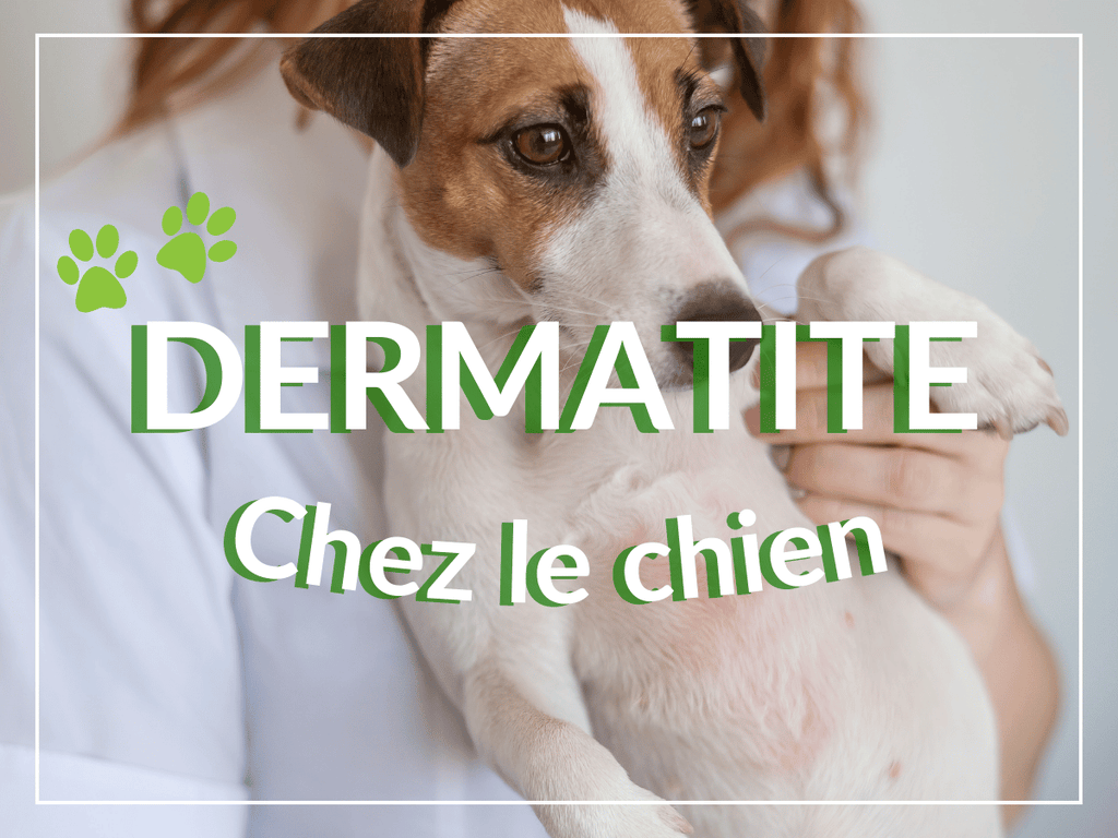 Dermatite atopique chez le chien: remèdes, causes et symptômes