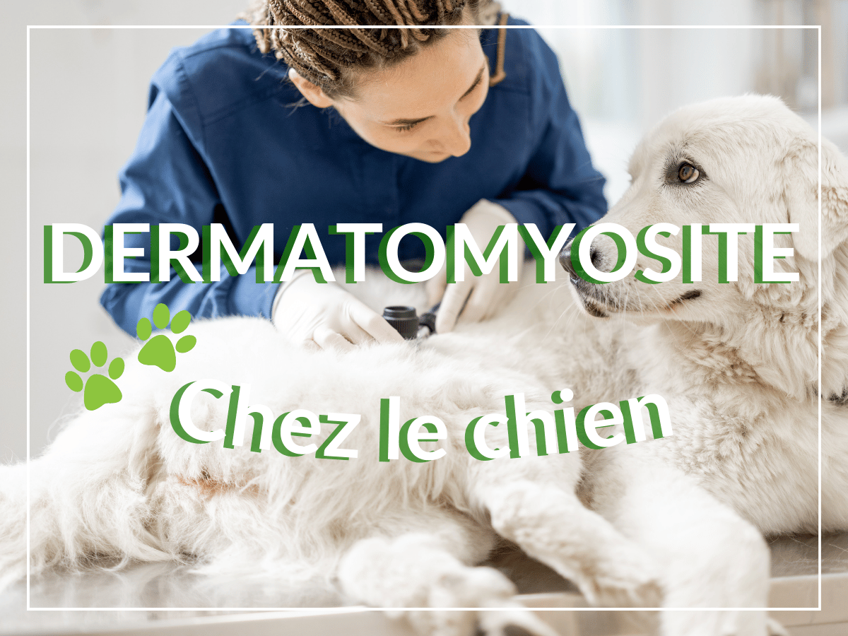 Une vétérinaire examine la peau et la fourrure d'un chien pour voir s'il est atteint de dermatomyosite.