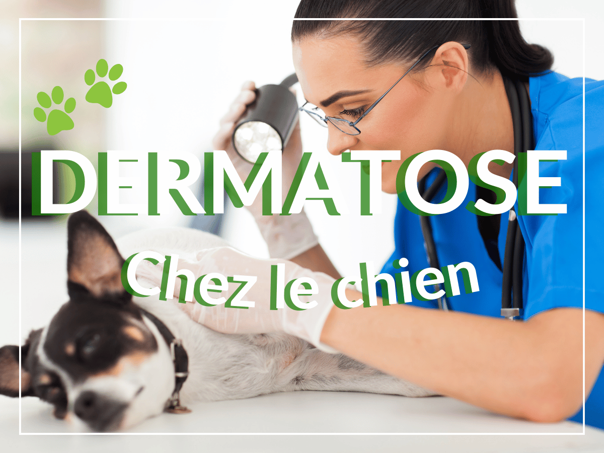 Une vétérinaire examine la peau et la fourrure d'un chien pour voir s'il est atteint de dermatose.