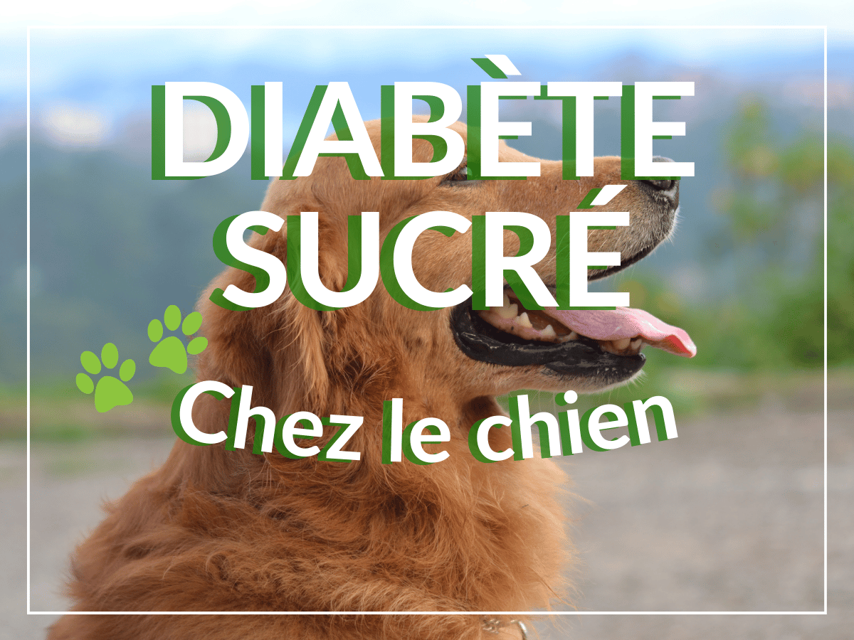 Chien golden retriever qui halte parce qu'il a soif. Le diabète sucré chez le chien peut causer une soif excessive.