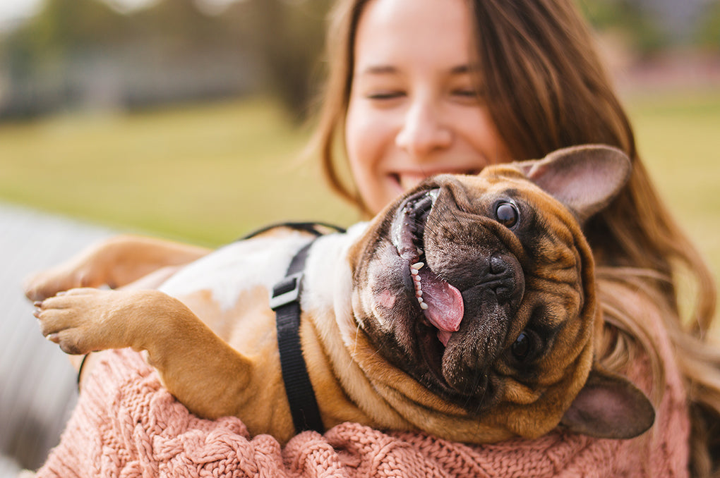 Comment parler chien : les bases du langage corporel canin