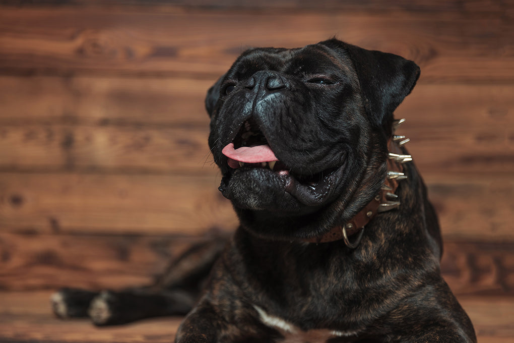 Pourquoi est-ce que mon chien éternue?