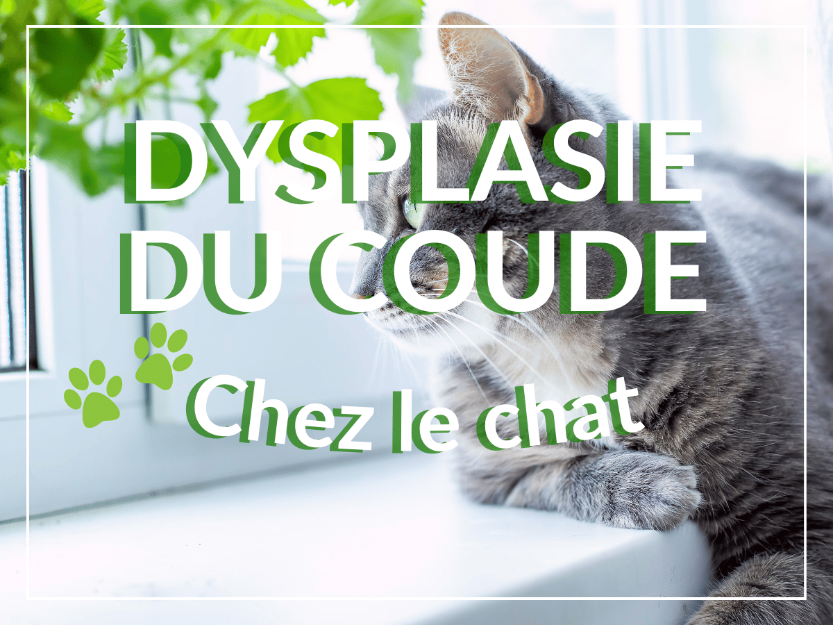 Chat sur le bord d'une fenêtre qui regarde à l'extérieur. Il souffre de dysplasie du coude chez le chat.