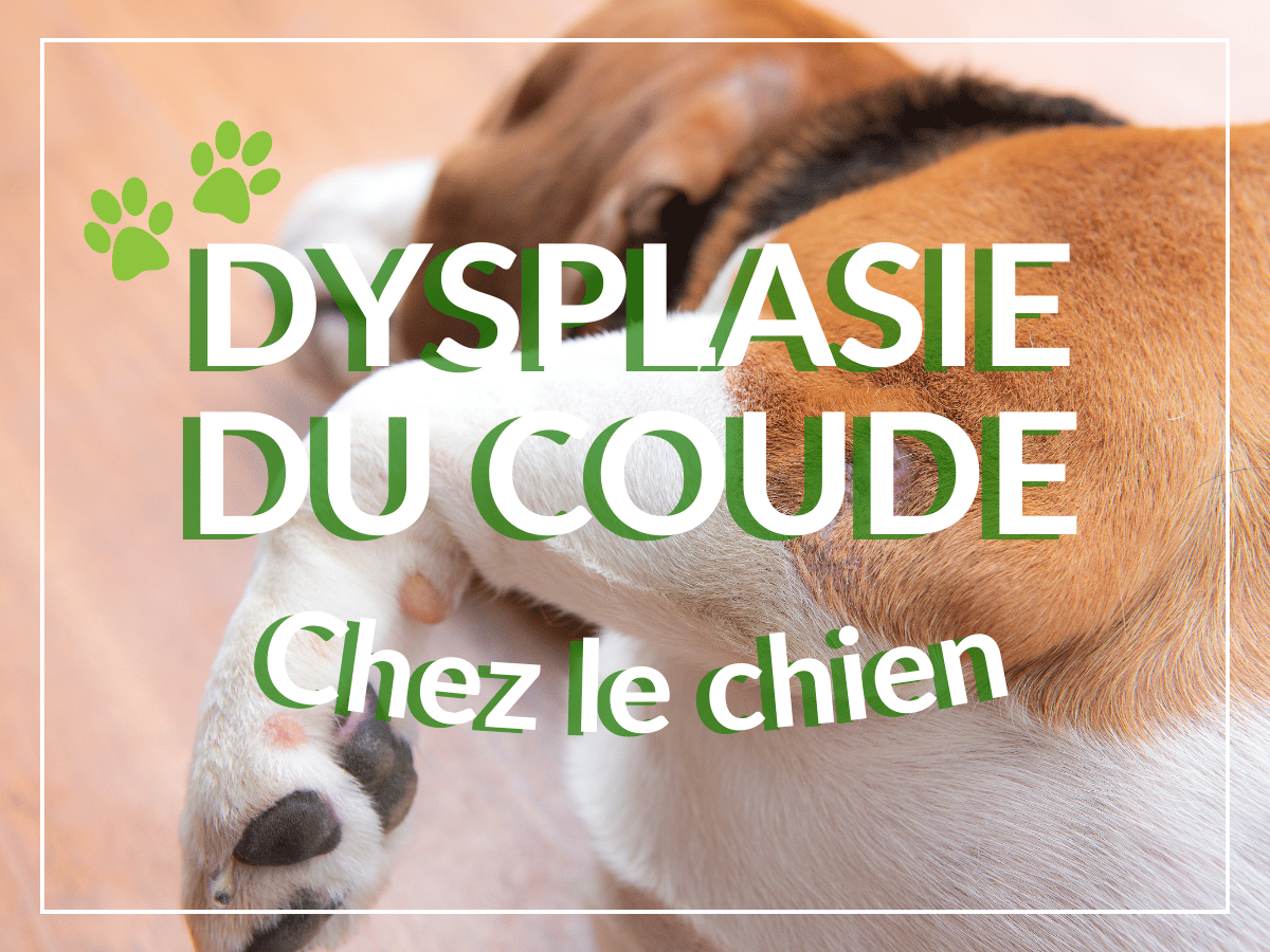 Gros plan sur le coude d'un chien jack russell. Il souffre de dysplasie du coude chez le chien.