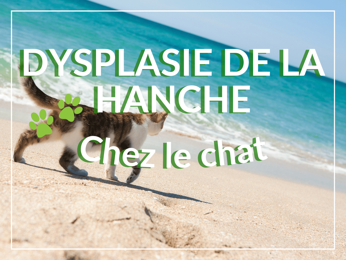 Chat qui marche sur un plage. Il boite parce qu'il souffre de dysplasie de la hanche.