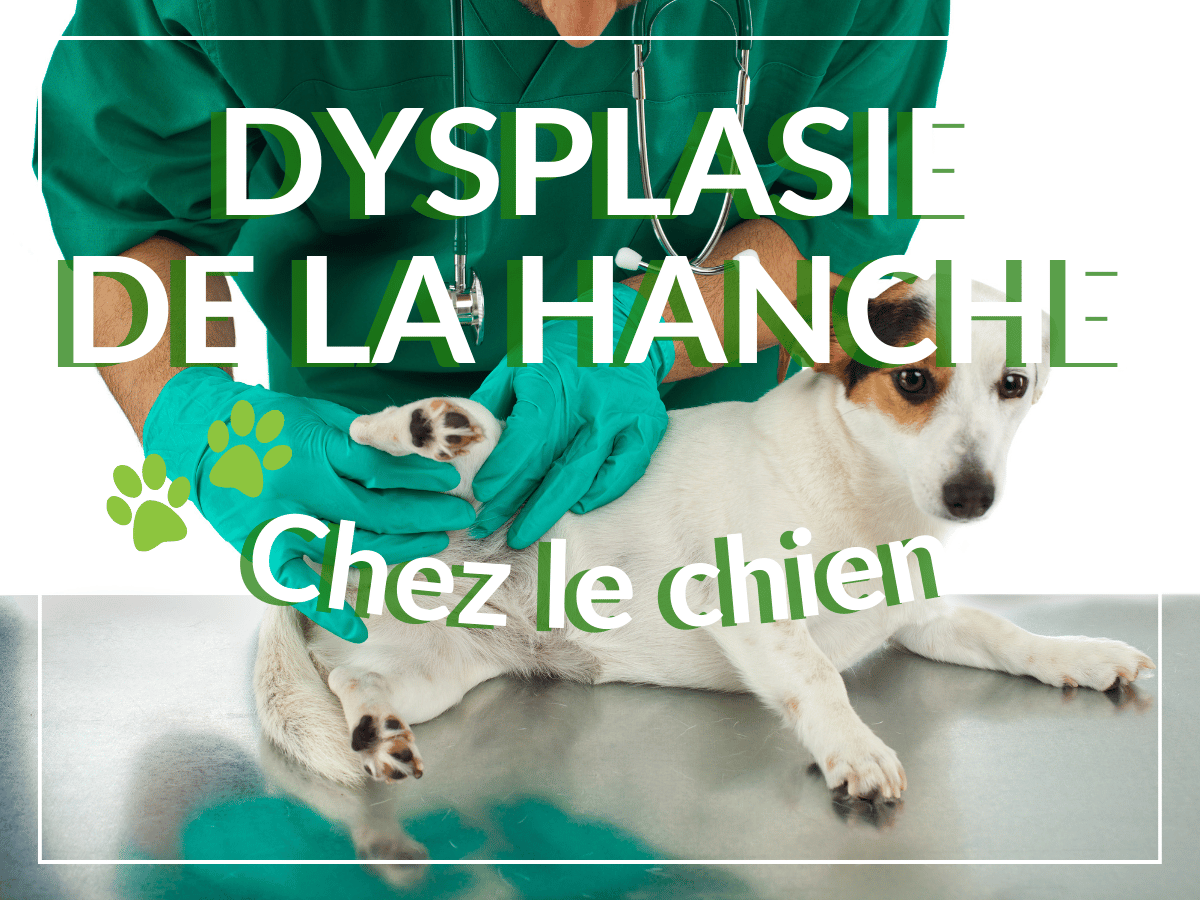 Un vétérinaire examine la hanche d'un chien pour voir s'il souffre de dysplasie de la hanche.