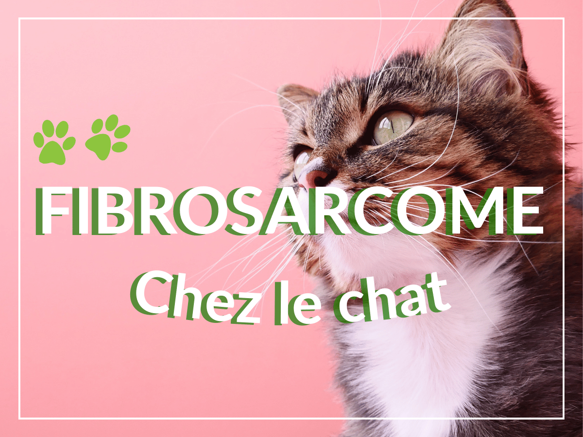 Chat commun qui regarde au loin sur un arrière plan rose. Il est atteint de fibrosarcome chez le chat.