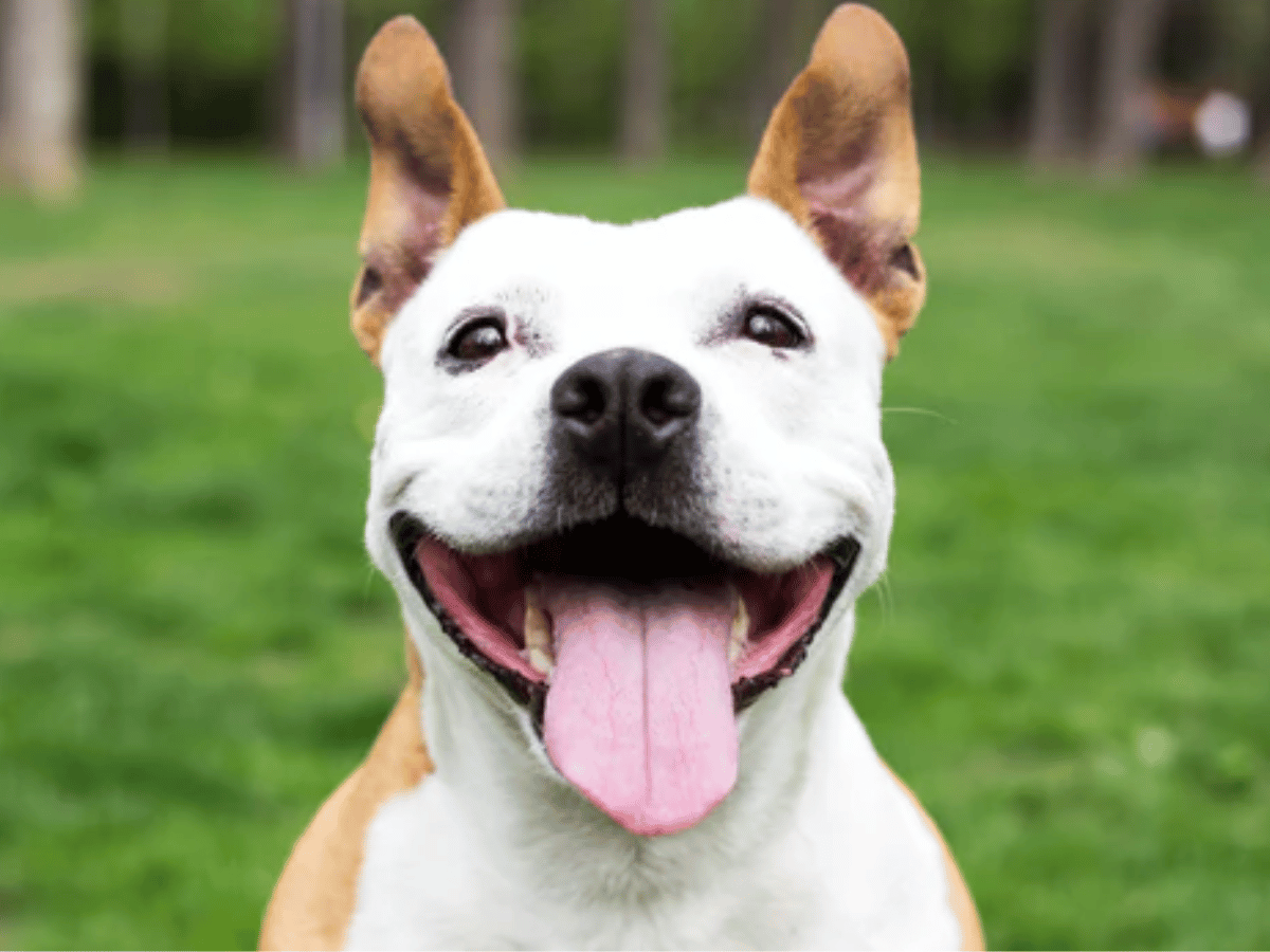 Chien boston terrier qui regarde la caméra avec la bouche ouverte et la langue sortie. Il souffre d'une ulcère de la cornée et a besoin d'un remède naturel.