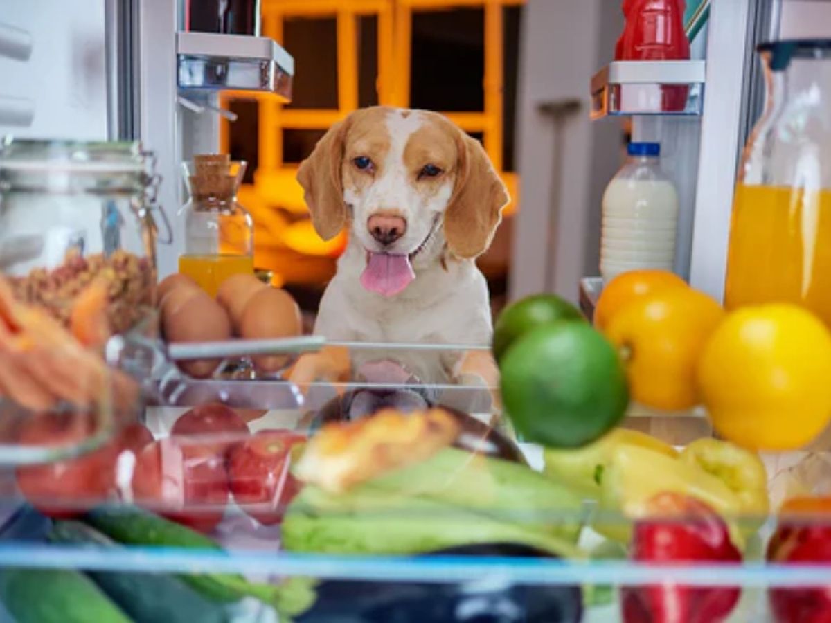 Qu’est-ce que les chiens peuvent manger et ne pas manger? Consultez notre guide complet