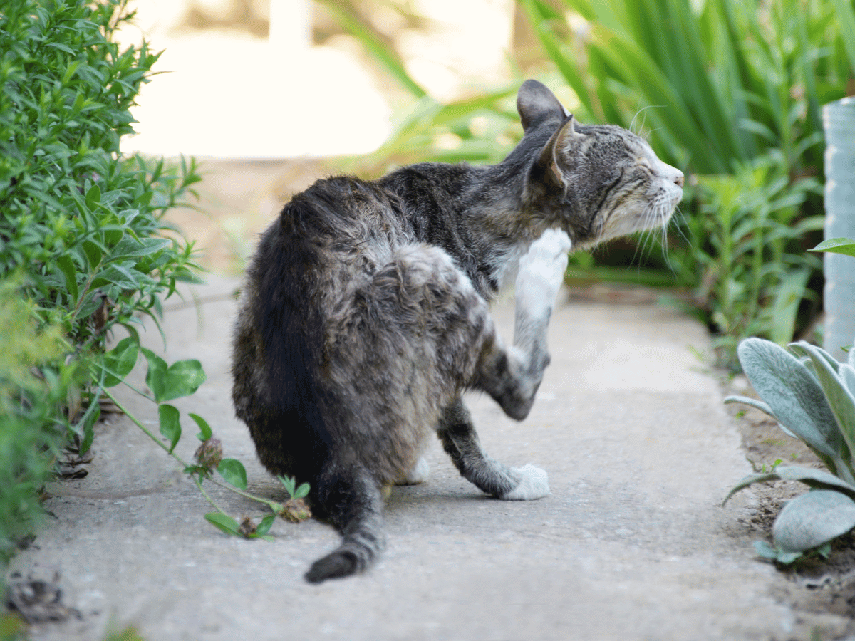 Chat atteint de teigne en besoin d'un remède naturel