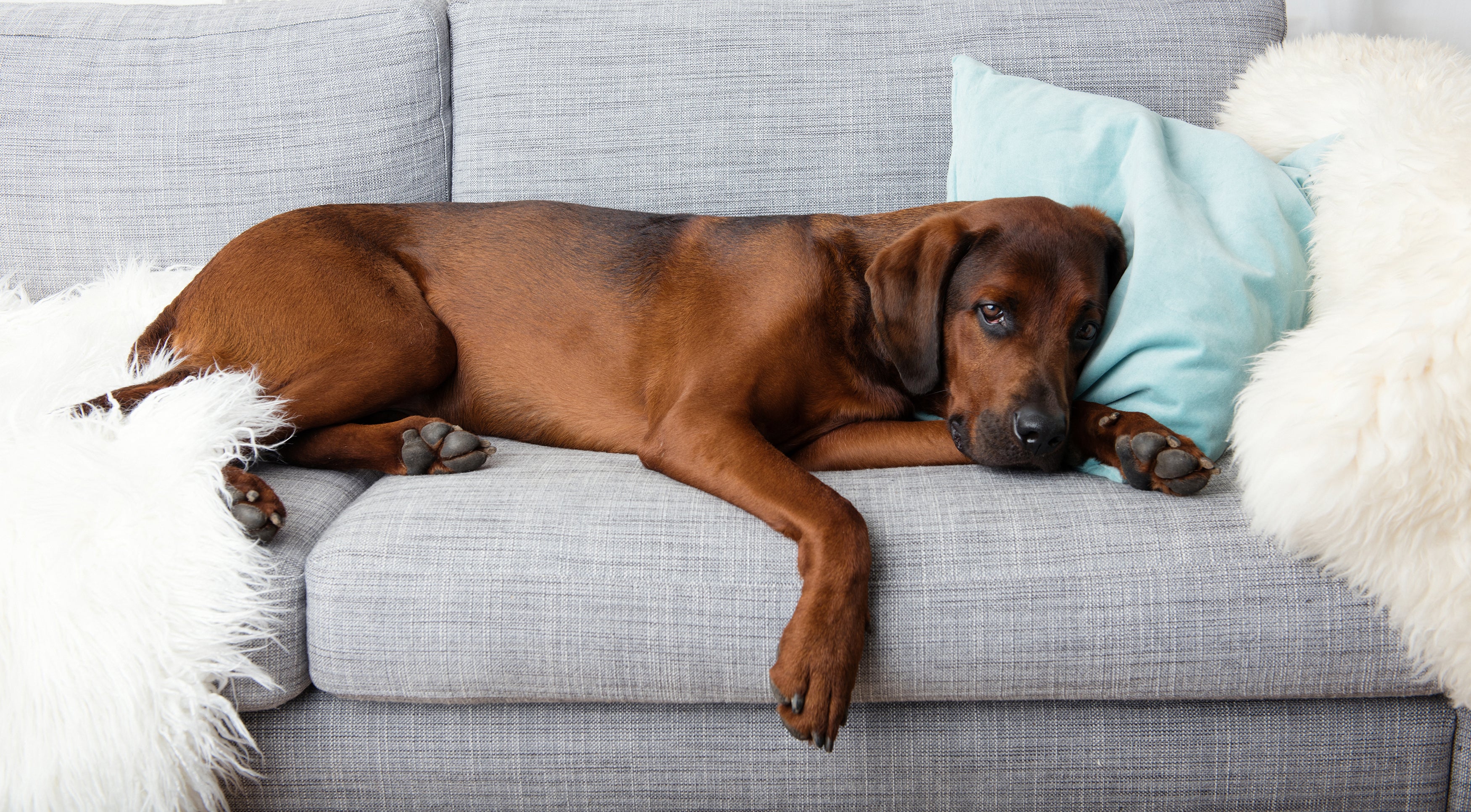 LE GUIDE COMPLET DE L’INSUFFISANCE RÉNALE CHEZ LE CHIEN :  CAUSES, SYMPTÔMES ET PRISE EN CHARGE