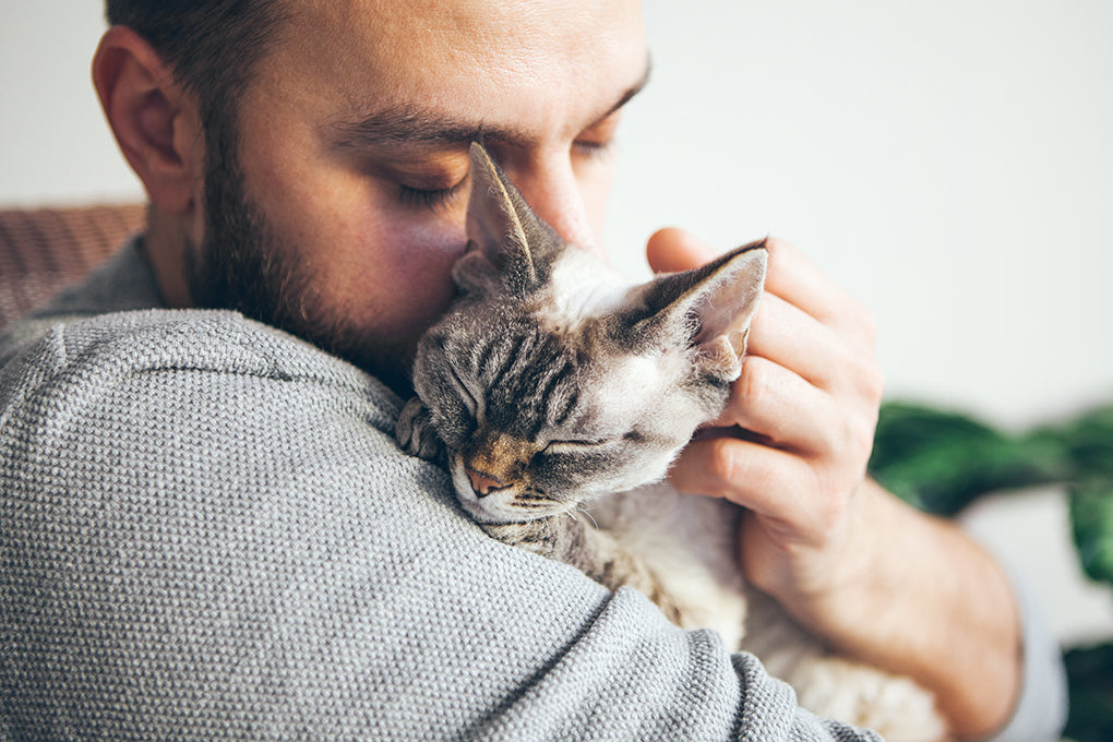 Ce que vous devez savoir sur le cancer du foie chez les chats