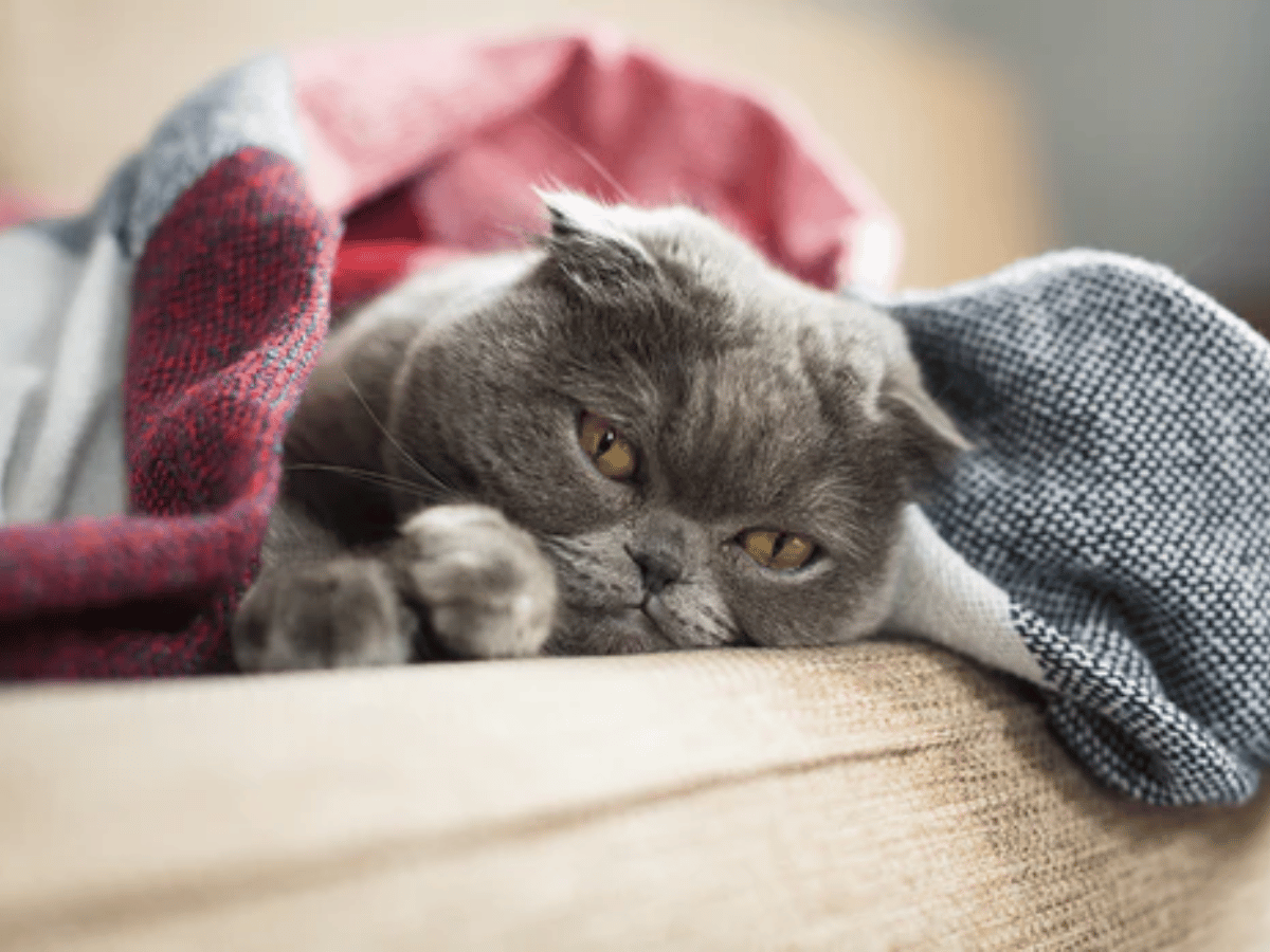 Chat gris couché sur un canapé. Il est atteint d'un lymphome en besoin de traitements conventionnels et naturels.