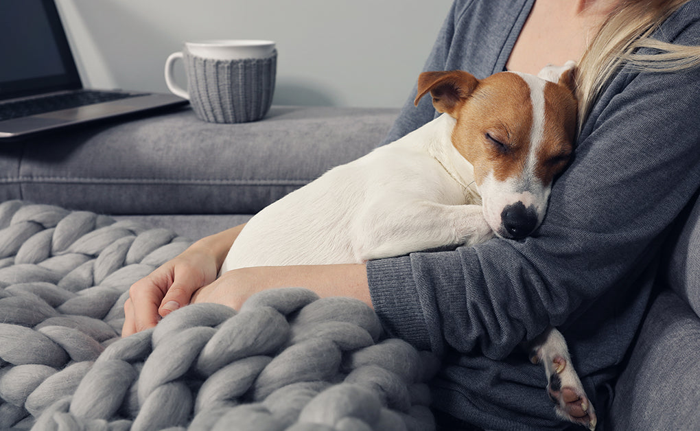 Voici pourquoi vous devez savoir ce qu'est le cancer de la prostate chez les chiens