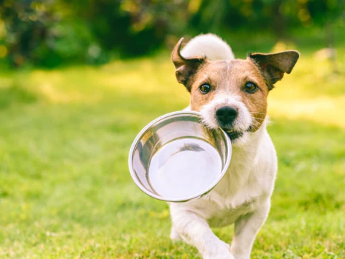 Chien Jack Russell qui court avec un bol de nourriture vide dans la gueule. Il a besoin des anti-inflammatoires de cet article.