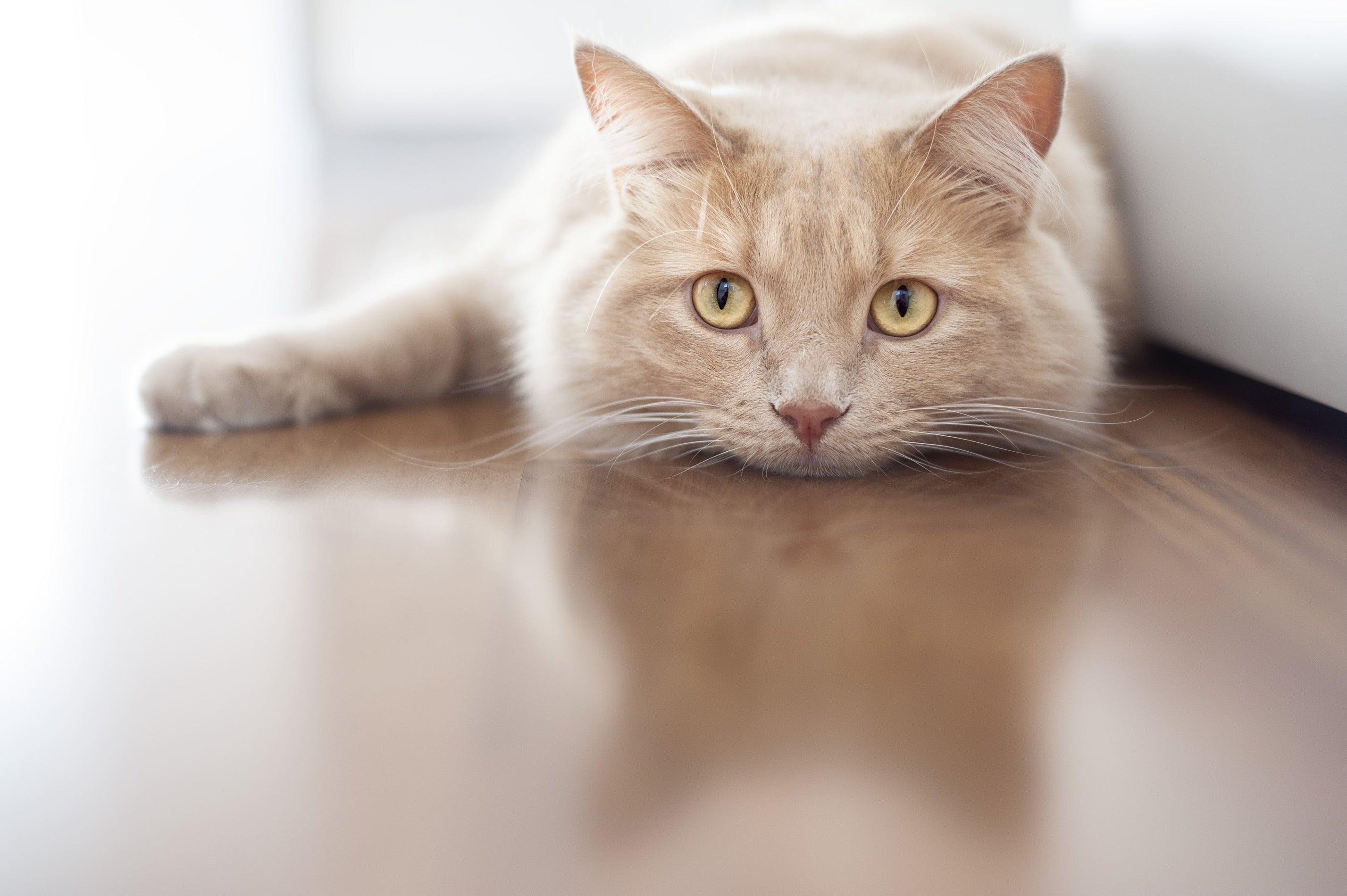 Chat souffrant de souffle cardiaque en besoin d'un remède naturel