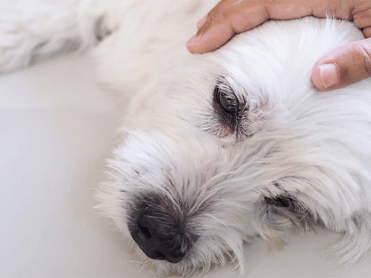 Chien souffrant d'épilepsie en besoin d'un remède naturel