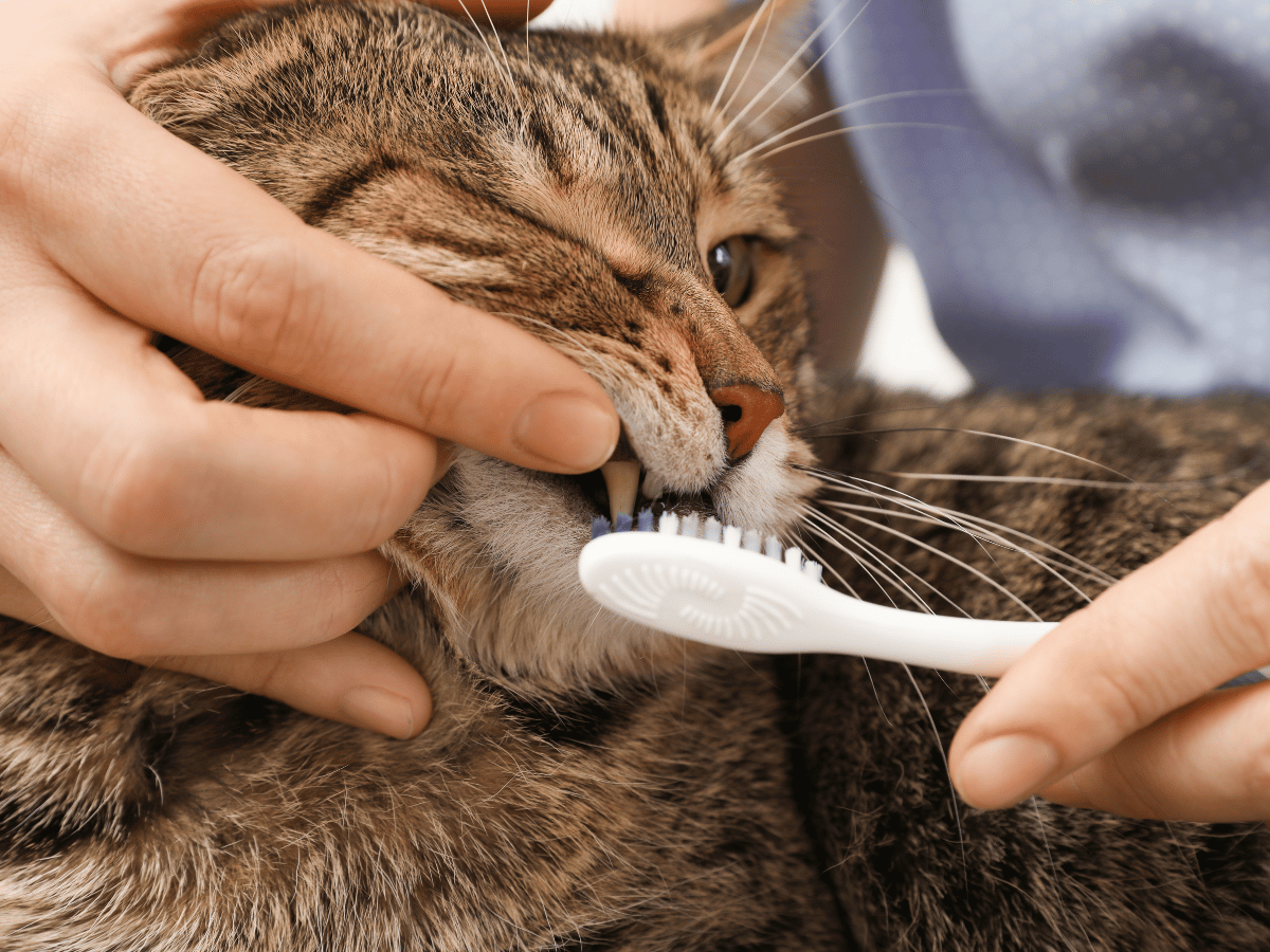 Le brossage de dents est une solution maison pour la stomatite chez le chat