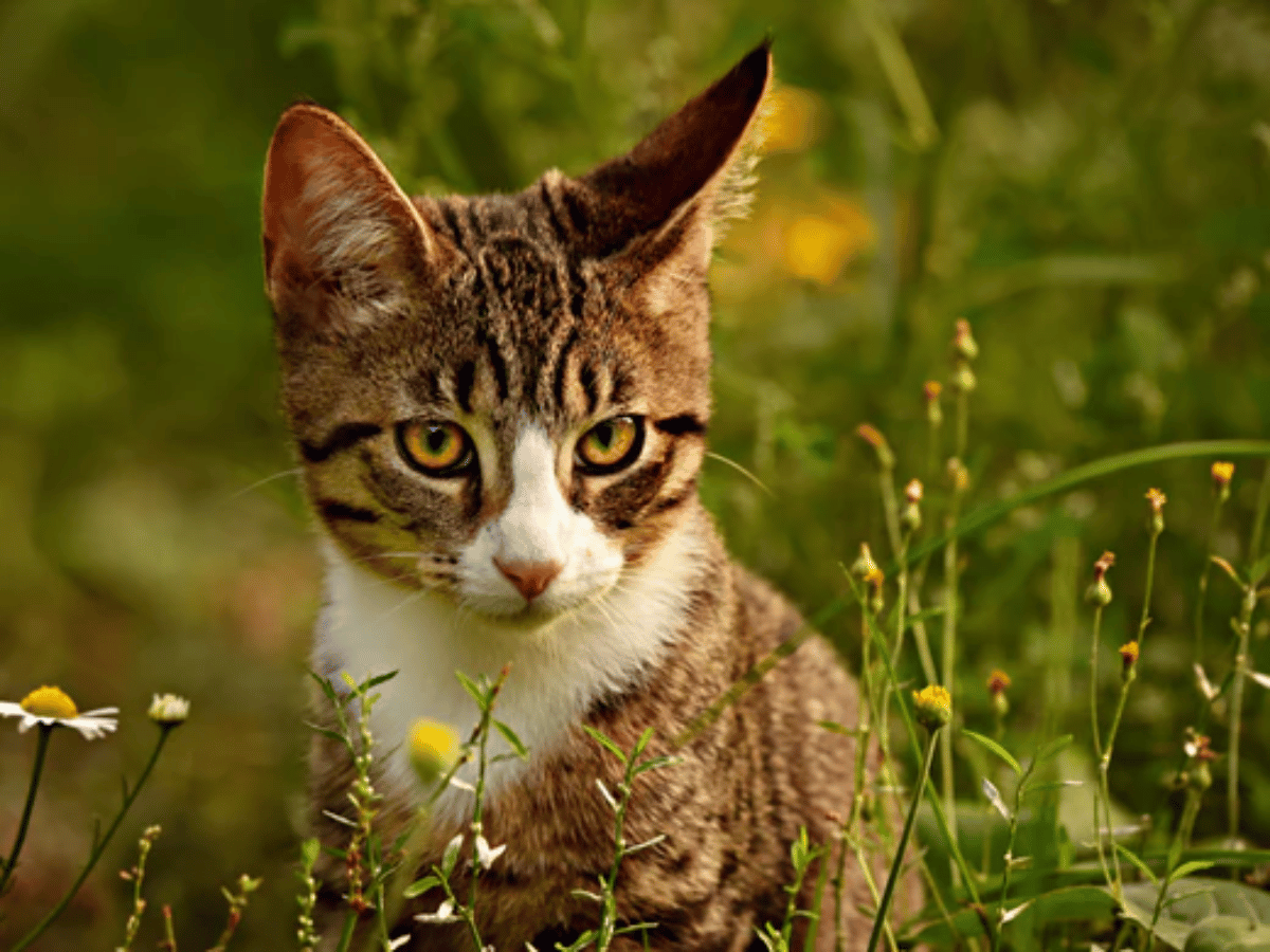 Chat domestique dans les herbes hautes qui a attrapé une tique. Il a besoin des remèdes naturels de cet article!