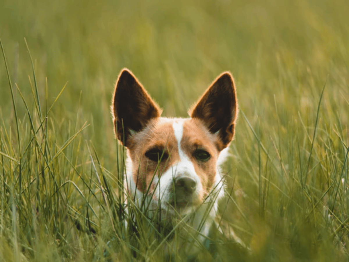 Chien de race beagle se tenant dans des herbes hautes. Il a attrapé des tiques et il a besoin des remèdes naturels de cet article!