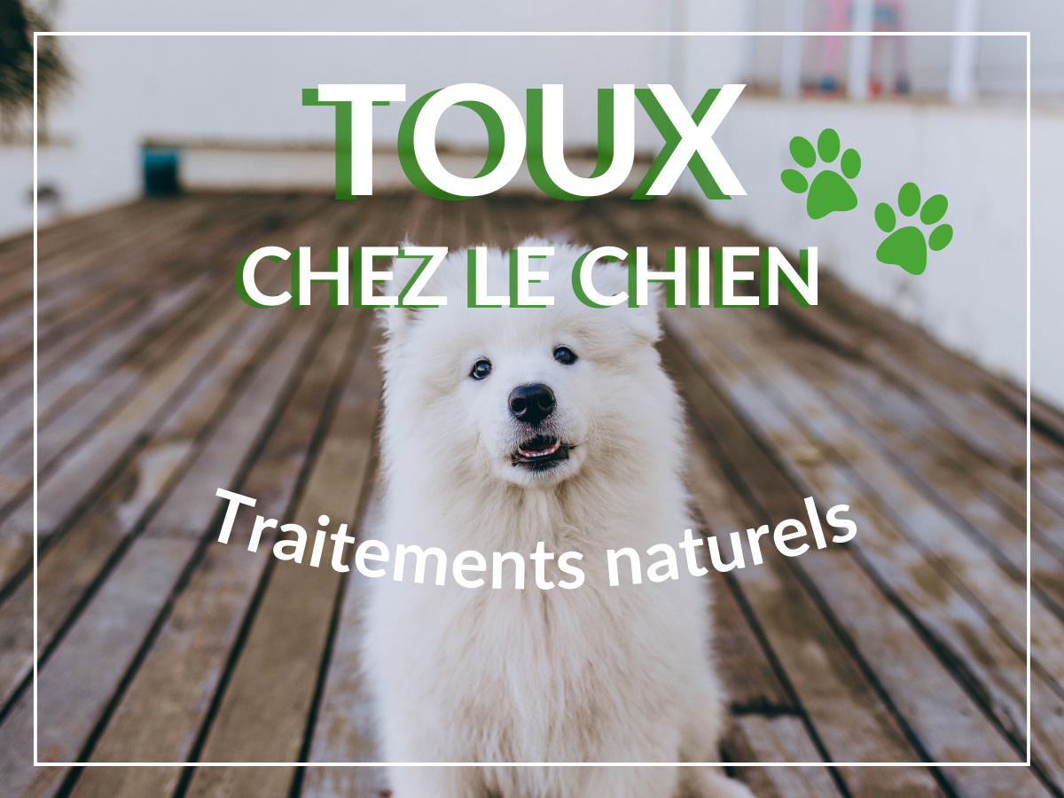 Jeune chien blanc qui tousse avec la mention: "Toux chez le chien - Traitements naturels"