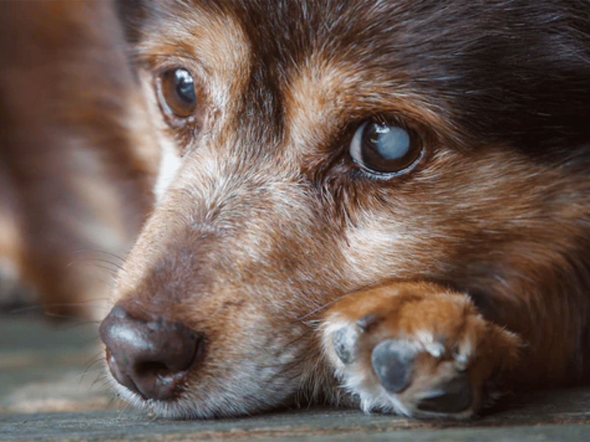 chien atteint de cataractes en besoin d'une remède naturel