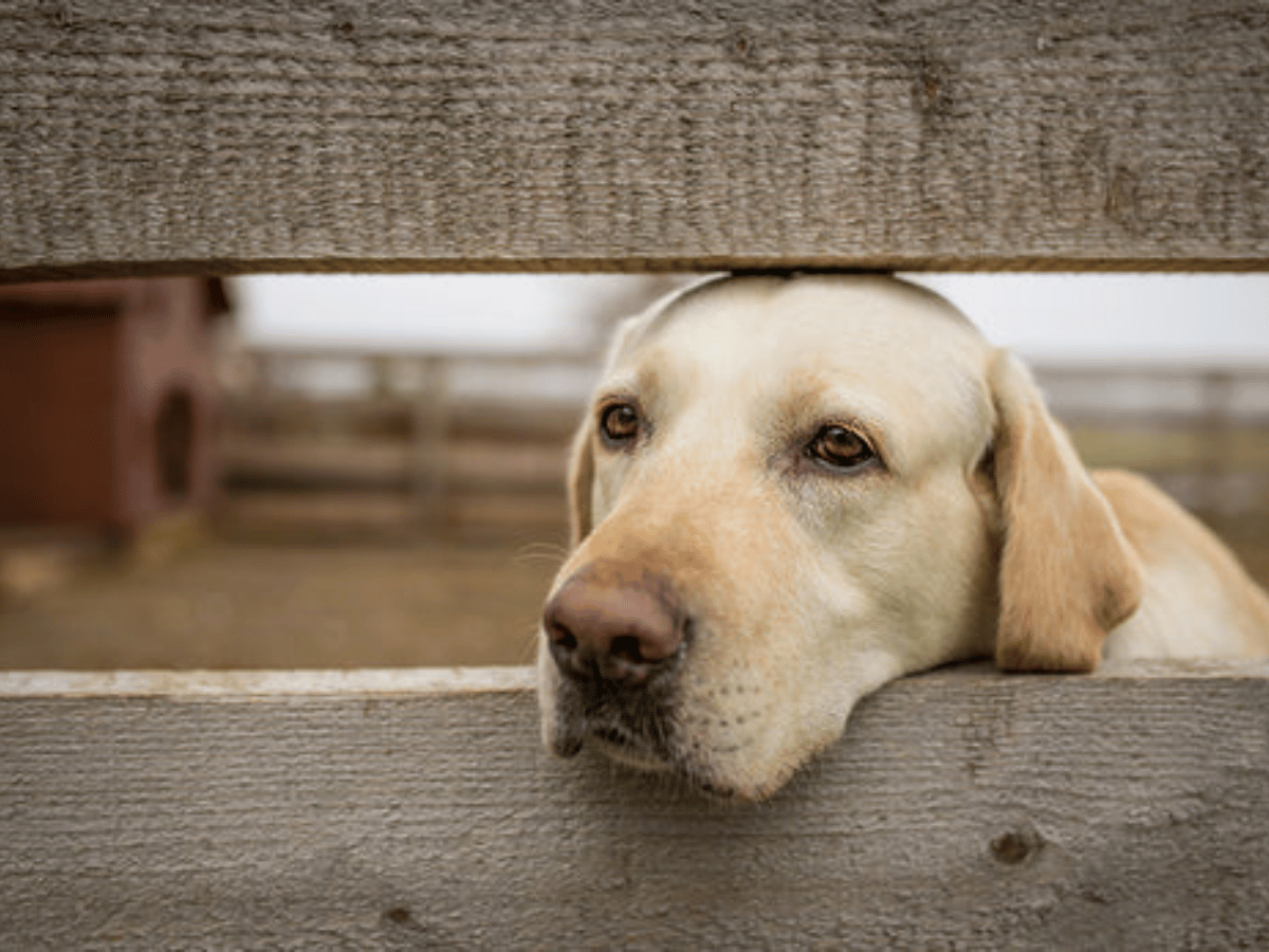 chien souffrant d'infection urinaire en besoin d'un remède naturel