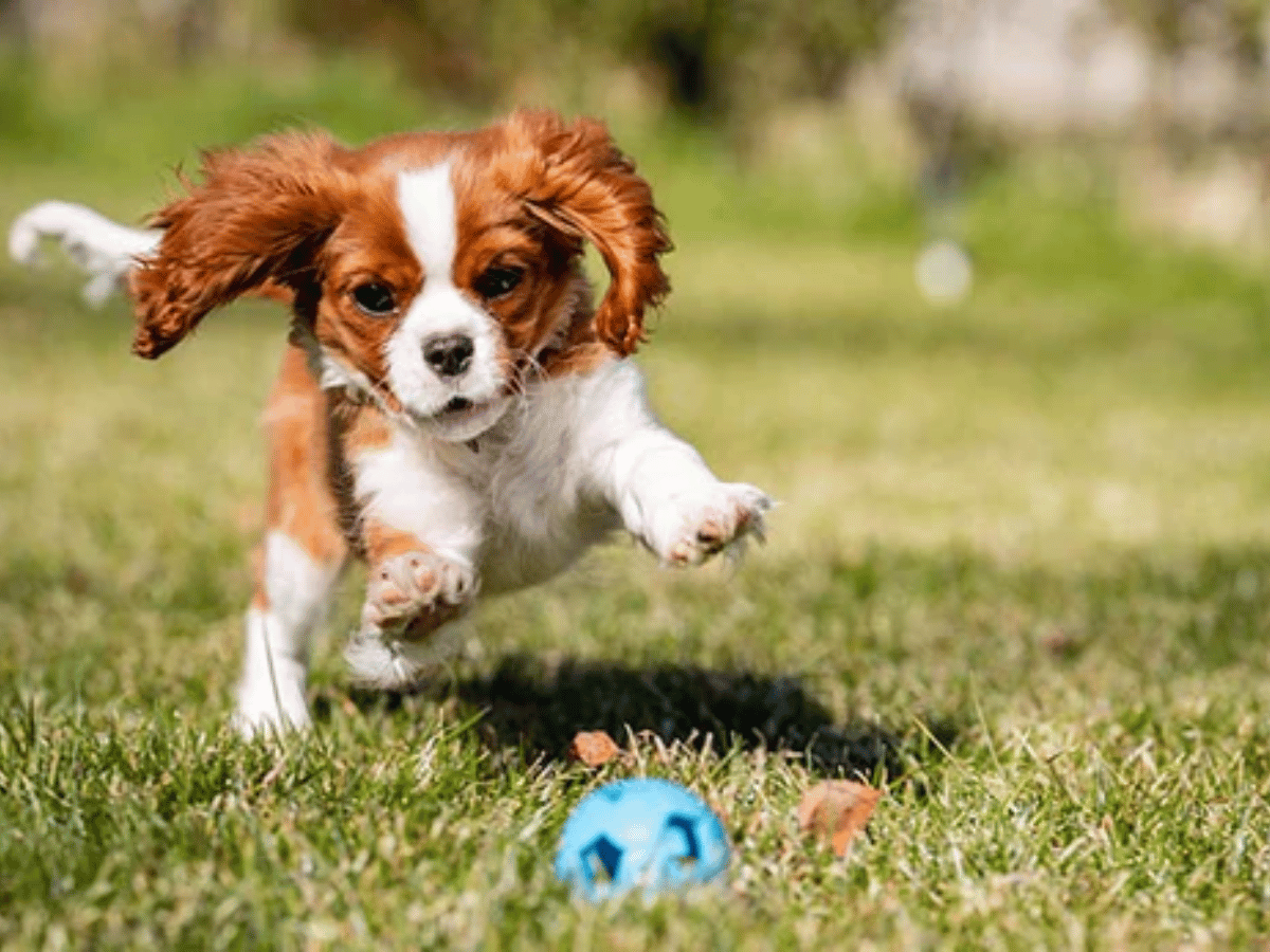 chien atteint de souffle au coeur en besoin d'un remède naturel