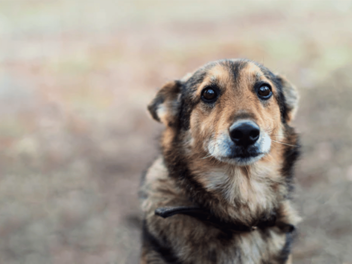 Chien berger qui regarde la caméra et semble très inconfortable car il souffre de diarrhée. Il a besoin des traitements naturels de cet article!