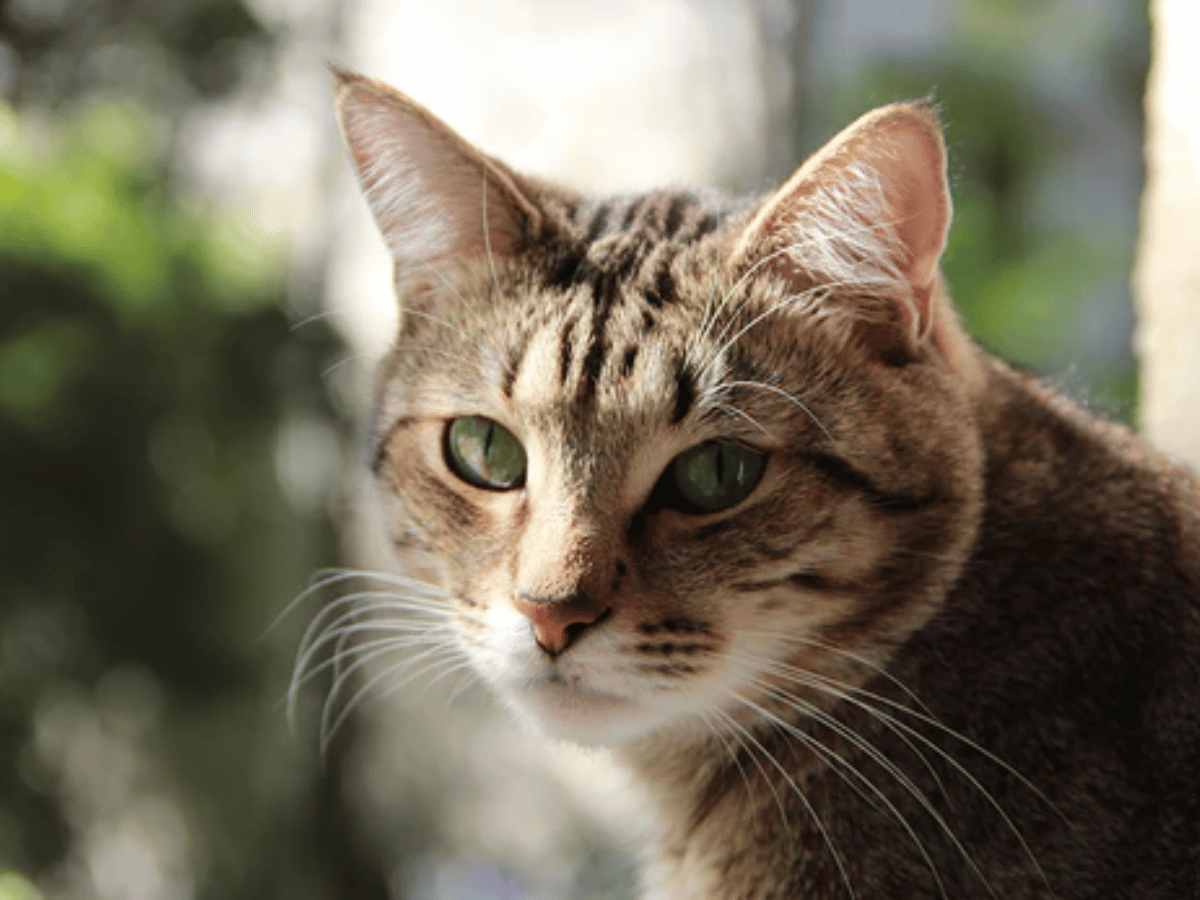 Chat atteint de vers en besoin d'un traitement naturel