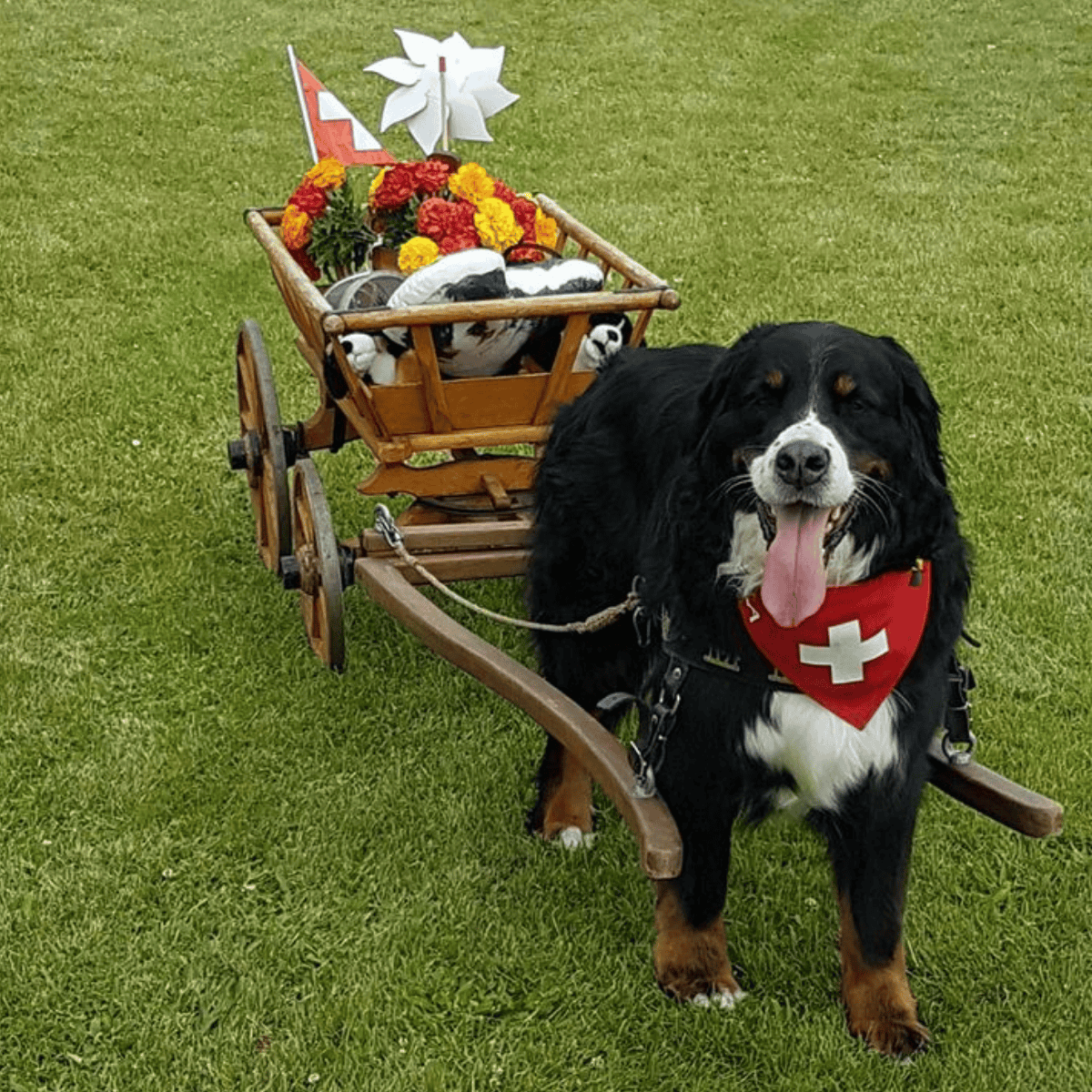 Une chienne bouvier bernois du nom de Lola qui tire un petit chariot avec des fleurs et un drapeau de la Belgique.