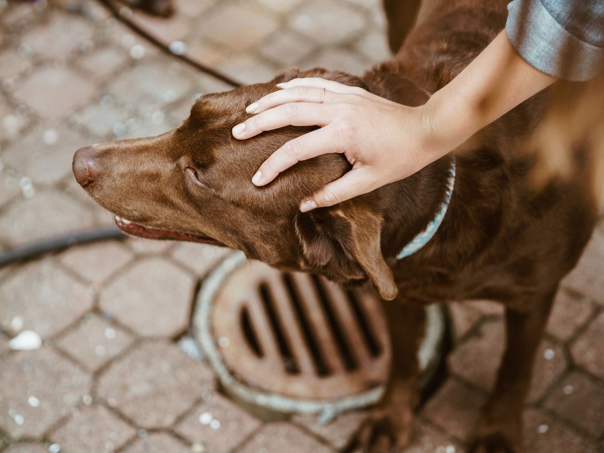 Labrador brun qui se fait flatter la tête par son propriétaire. Ce chien a besoin des remèdes naturels d'HomeoAnimo de la collection "Digestion & Métabolisme".