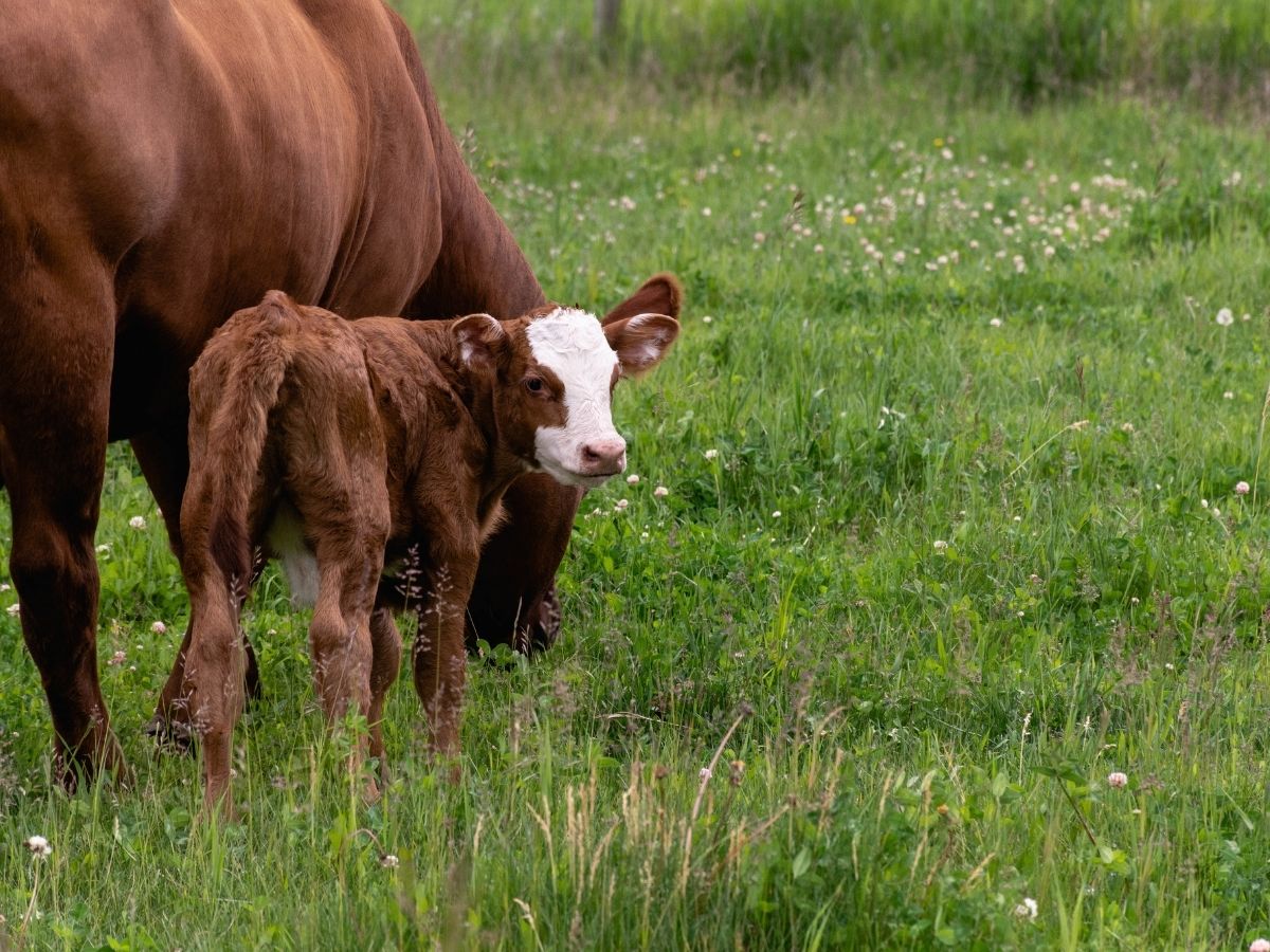 Une vache brune avec son petit veau dans un champ.