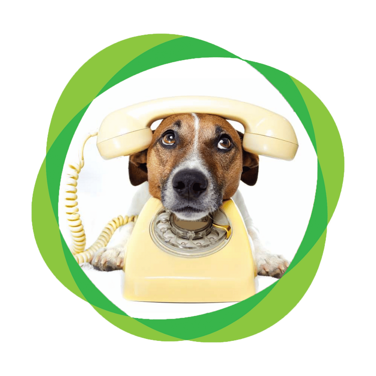 Chien jack Russell avec un téléphone sur la tête dans un cercle vert. Il appelle pour obtenir notre recommandation gratuite en santé animale.