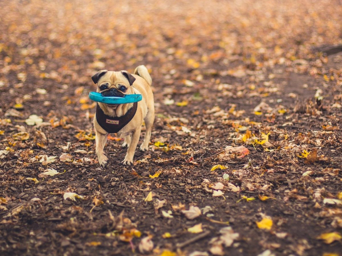 Chien carlin qui ramène un disque à l'extérieur avec un tapis de feuilles d'automne. Ce chien a besoin des remèdes naturels d'HomeoAnimo de la collection "Troubles immunitaires".