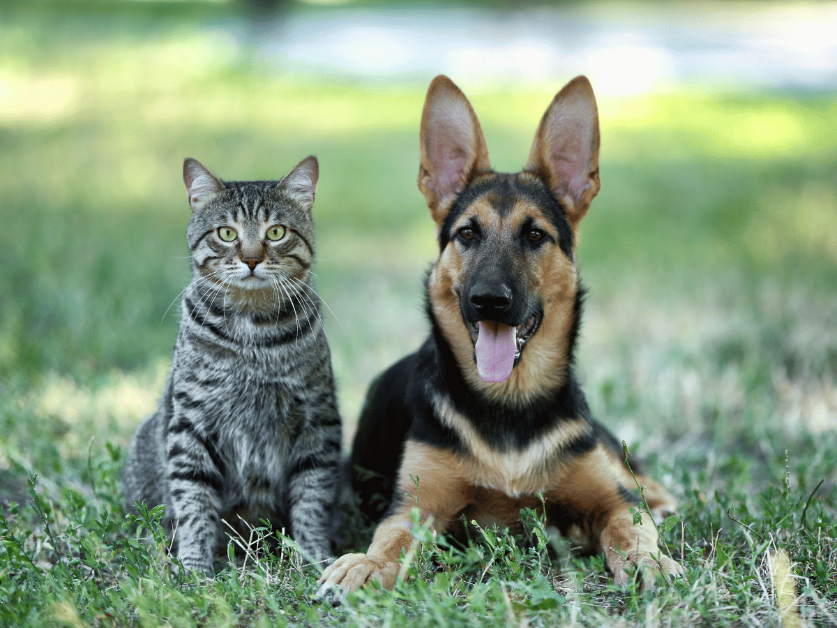 Un chat domestique et un jeune berger allemand sont couchés dans l'herbe et regardent la caméra.