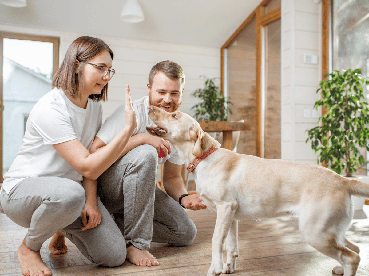 Des propriétaires de chien qui ordonnent à leur chien de s'arrêter quand il entre dans la maison pour qu'ils puissent l'inspecter s'il a des tiques qu'il pourrait leur transmettre.