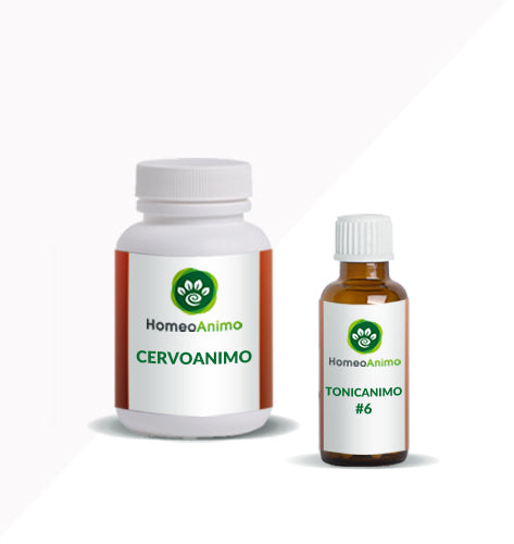 CERVOANIMO - KIT SUPÉRIEUR