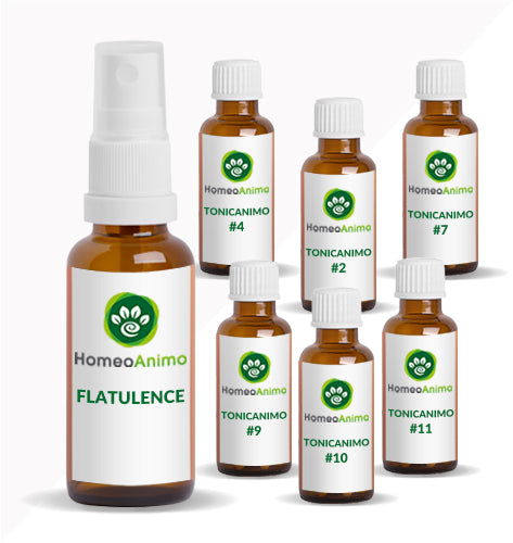 FLATULENCE -  KIT SUPÉRIEUR